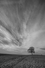 Dramatic sky with single tree
