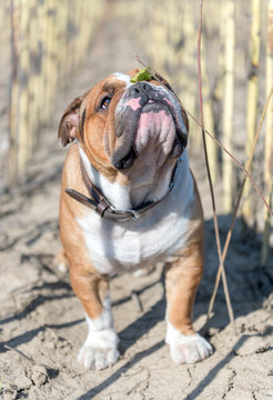 English bulldog snifing leaf on the field,selective focus
