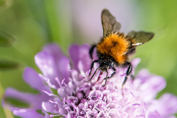 Bumblebee sitting on purple flower on green background