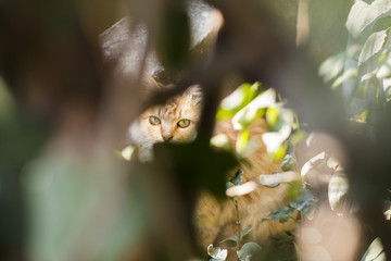 Cat peeking from deep bush