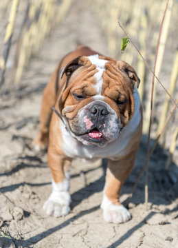 Portrait of tired English bulldog on the field,selective focus