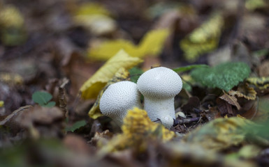 Mushroom puffball in the woods in the fall among the dry twigs, green and yellow fallen leaves. Lycoperdon perlatum known as the common puffball, warted puffball, gem-studded puffball