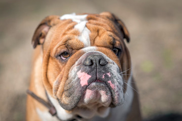 Cute English bulldog portrait,selective focus