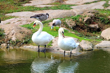 2 white swans stand by the water  on the lake  shore.