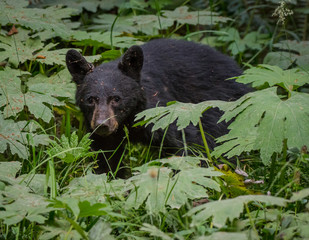 Fototapeta premium Alert Black Bear in Thick Forest Growth