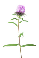 Half-opened pink aster flower isolated on white background