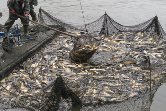 Fischzug, Teichwirtschaft