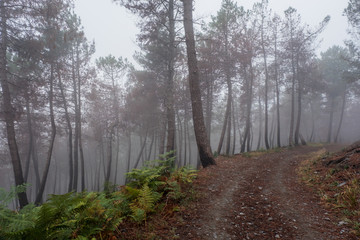 A misty, foggy day on the oldest Camino de Santiago in Spain the 