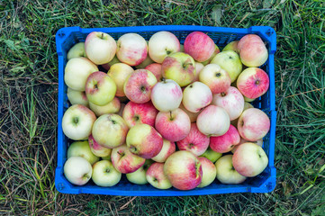A box of apples
