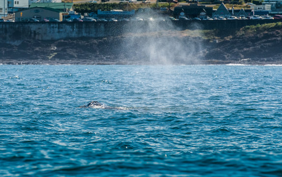 Blow Hole of Gray Whale in Depoe Bay