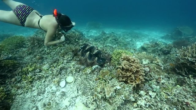 Female snorkeler swims down to look at giant clam on reef