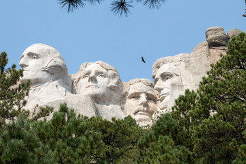 Mount Rushmore over green treetops of pine trees