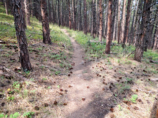 Centennial trail through the Black Hills in South Dakota