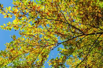 Herbstblätter am blauen Himmel