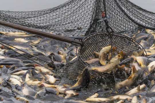 Fischzug, Teichwirtschaft