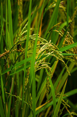 ear of rice in natural lush green Rice Terrace in Chiang-mai, Thailand