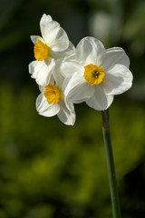 Weiße Narzisse (Narcissus poeticus)