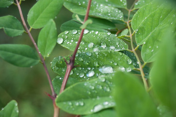 gouttes de pluie sur petites feuilles en forêt