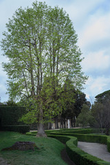 Fototapeta na wymiar Jardín romántico con setos y árbol de Florencia