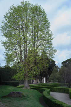 Jard&iacute;n rom&aacute;ntico con setos y &aacute;rbol de Florencia