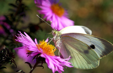 бабочка собирает нектар