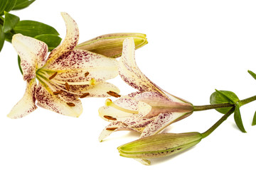 Flowers of asian lily, isolated on white background