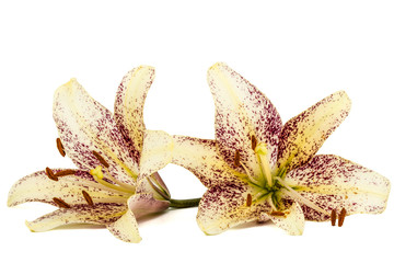 Flowers of asian lily, isolated on white background