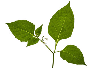 Flowers and leaves of black nightshade, lat. Solanum nígrum, poisonous plant, isolated on white background