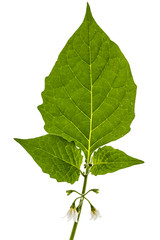 Fototapeta premium Flowers and leaves of black nightshade, lat. Solanum nígrum, poisonous plant, isolated on white background