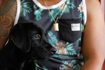 Cachorro labrador no colo do seu melhor amigo