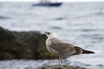 Gulls on the beach.
