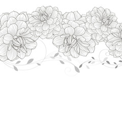 Monochrome floral background with flower dahlia.