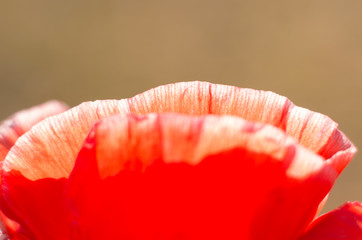 Bordo del papavero rosso, come labbra con rossetto