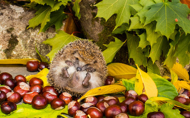 The hedgehog curled up and hid his nose.