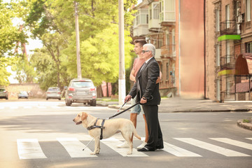 Young man helping blind man with guide dog on pedestrian crossing