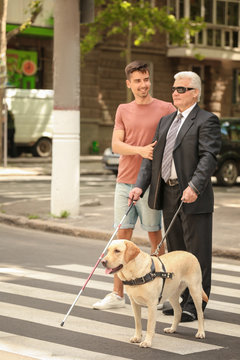 Young man helping blind man with guide dog on pedestrian crossing