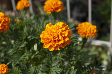 マリーゴールド