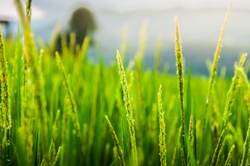 ear of rice in natural lush green Rice Terrace in Chiang-mai, Thailand