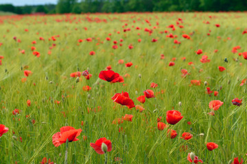 Fototapeta premium Poppy 1