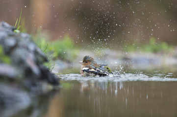 Female finch on branch
