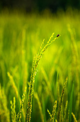 Ladybug stick on ear of rice in natural lush green Rice Terrace with sun rays effect in Chiang-mai, Thailand