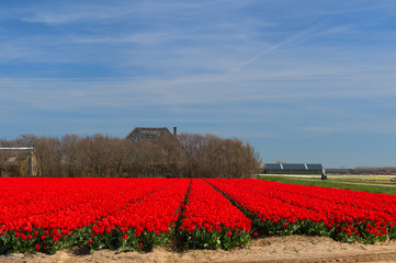 Field red tulips