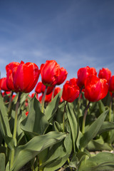 Field red tulips