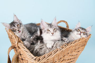 Fototapeta na wymiar Maine coon kittens in basket