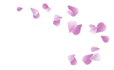 Purple Violet flying petals isolated on White background. Sakura Roses petals. Vector