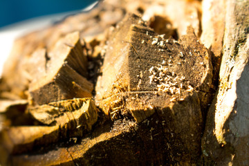 Wood Closeup