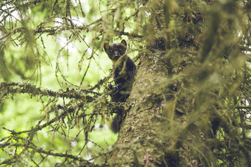 Marten