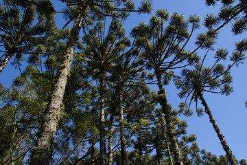 Arvores araucarias grandes com folhas verdes e ceu azul