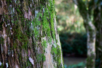 Obraz premium Forest Wood