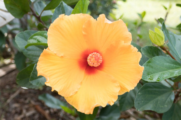 Yellow Hibiscus
